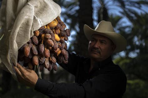 farm-date|Bautista Family Organic Dates 